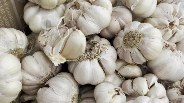 Close up of fresh organic garlic bulbs heap with roots from agricultural harvest