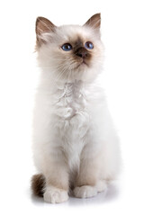 birman kitten in studio © cynoclub