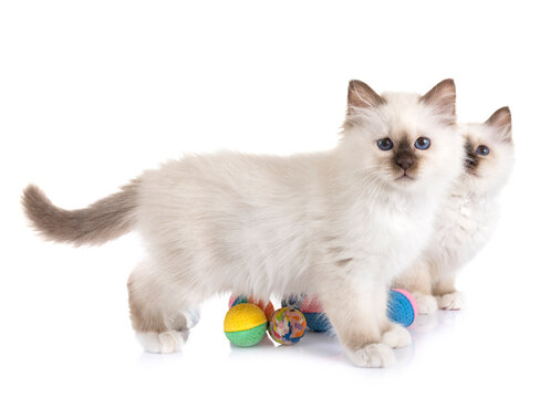 birman kitten in studio