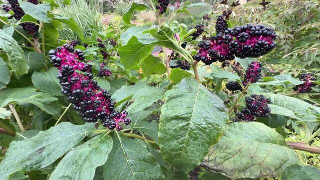American pokeweed with dark purple berries, Phytolacca americana clusters amid green foliage