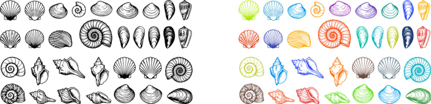 Hand drawn seashell collection with colorful outline versions perfect for summer designs and coastal projects