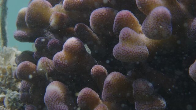 Healthy corals of the coral reef in the Misool Archipelago, Raja Ampat, Indonesia