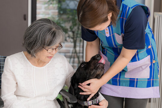 車椅子で犬とのペットセラピーを楽しむ高齢者と介護スタッフ、アニマルセラピー、老人介護、心のケア、癒やしを提供する介護サービス
