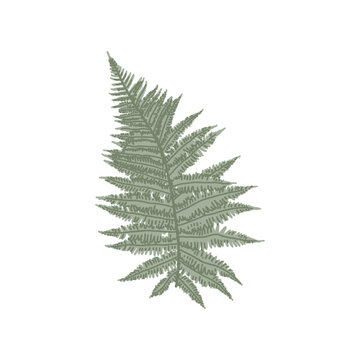 Sage green fern leaf. Wild forest fern frond. Woodland bracken plant perfect for botanical design, nature concept. Hand drawn isolated vector clipart for decoration