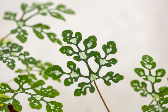 Distinctive Adenia perrieri foliage with deeply lobed green leaves and striking white variegation, showcasing the unusual morphology of this exotic tropical plant.