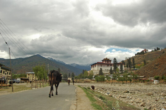 Cows walking on a road towards the mountains, Paro, Bhutan