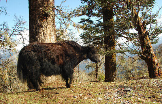 Yak with scenic view of snowcapped mountain range, Gangtey, Bhutan