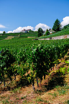 Vines growing near Lake Geneva in Lausanne