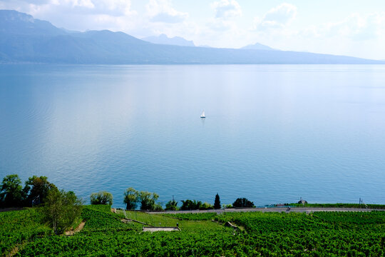 Vineyards growing near Lake Geneva in Lausanne