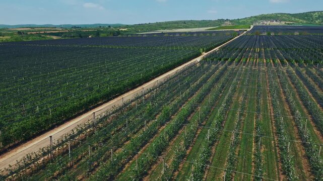 Aerial view of rows of vines in a vineyard with a dirt path in Mala Remeta, Vojvodina, Serbia.