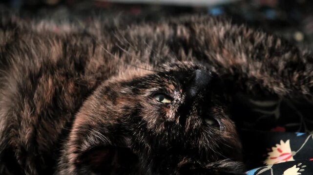 A tortoiseshell cat lies on a dark floral blanket looking at camera and stretches relaxing at home interior. Pet care, domestic life, animal behavior. A closer look. Cat eyes. 4k footage.