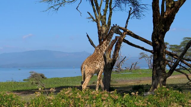Majestic wild giraffe walking across african savannah to an acacia tree, stretching its long neck to eat leaves from branches on the shore of lake naivasha in kenya