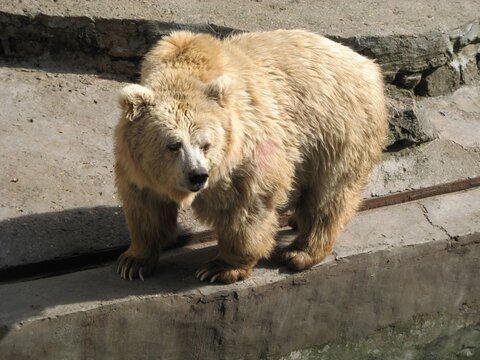 Light brown bear standing on concrete ledge in zoo enclosure looking forward