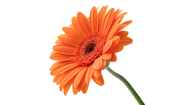 Single beautiful bright orange gerbera daisy flower stem isolated on transparent background