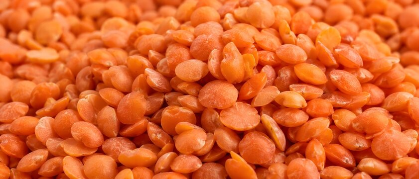 Red Lentil Collection