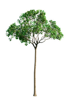 Bertholletia excelsa (Brazil nut tree), typical Amazon species, isolated PNG on transparent background, umbrella canopy, tall slender tree with dense green foliage.