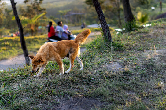 Brown stray dog walking on grassy hill near campsite area