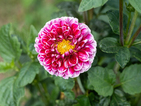 Vibrant Pink and White Dahlia in Full Bloom with Golden Center