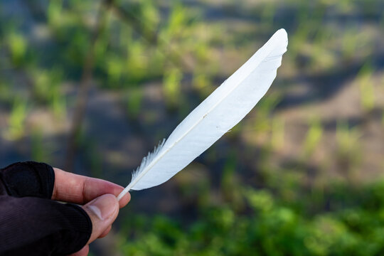 Person holding a single white bird feather outdoors against a soft blurred background
