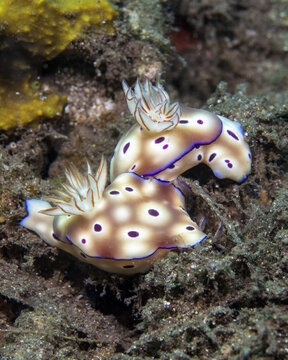 Tryon's nudibranchs, Hypselodoris tryoni, mating in Tufi fjords, Papua New Guinea