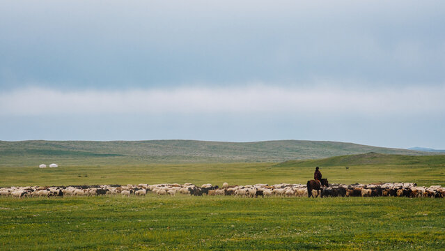 Horseback herder tending a large flock of sheep and goats across the open Mongolian steppe.