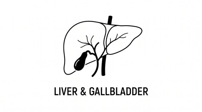 Very beautiful black and white flat vector illustration of the human liver and gallbladder showing bile ducts and anatomical structure, centered label below illustration: "LIVER & GALLBLADDER", isolat