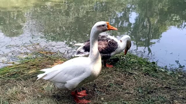 goose on the water