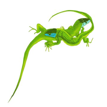 green lizard on white background, lizard, reptile, animal, nature, green, wildlife, iguana, gecko, dragon, chameleon, isolated, wild, lacerta, tropical, macro, scales