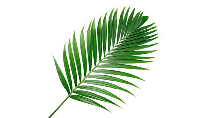 Single green textured tropical palm tree leaf isolated on transparent background © Gabriel