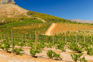 Obraz premium Sunlit vineyard rows with mountain backdrop