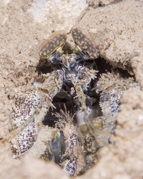 spearing mantis shrimp in Tufi, Papua New Guinea