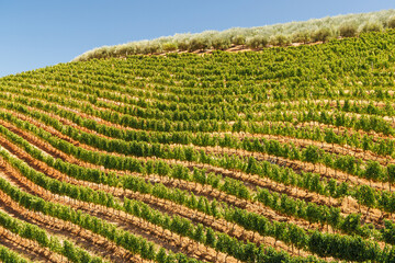 Obraz premium Sunlit vineyard rows in South Africa