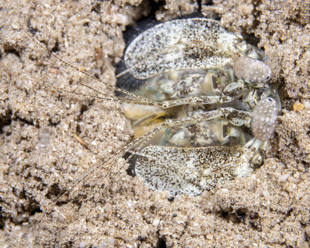 spearing mantis shrimp in Tufi, Papua New Guinea