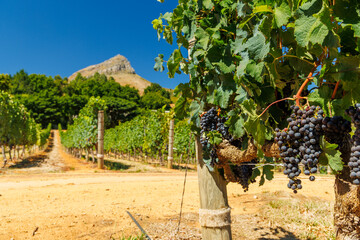 Obraz premium Sunlit vineyard in South Africa