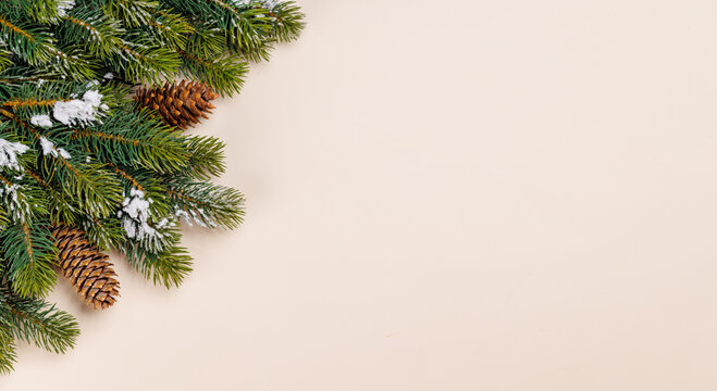 Snowy fir branches with cones on beige background