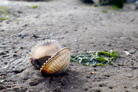 Open seashell on beach with sand
