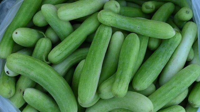 Cucumber is a nutritious fruit with a high water content. Green cucumbers on shelf in market.Organic ingredient thai food