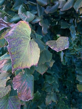 Foglie d'autunno