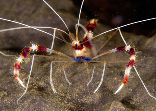 banded coral shrimp, Stenopus hispidus, also known as a banded boxer shrimp in Tufi fjords, Papua New Guinea