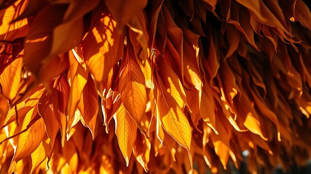 Close up view of many dried tobacco leaves hanging down in a barn, illuminated by warm sunlight creating deep shadows and textures