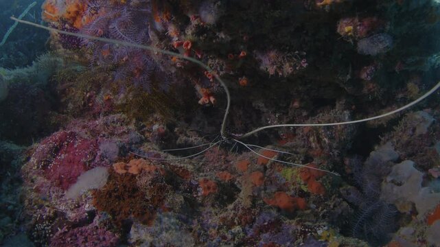 Lobster hides in the cavern on the reef and moves its antennas. Misool Archipelago, Raja Ampat, Indonesia