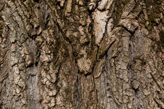 Texture d'&eacute;corce d'arbre rugueuse et craquel&eacute;e en gros plan, fond naturel