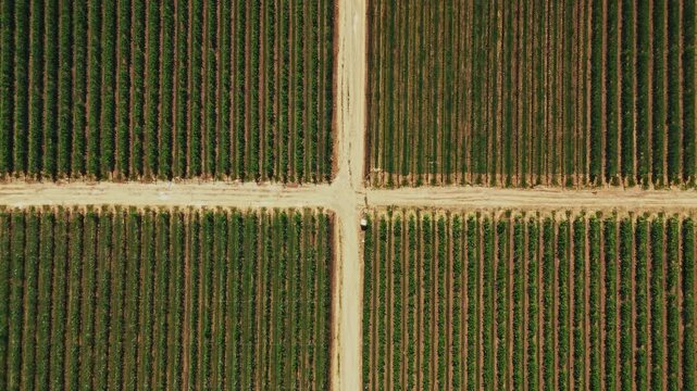 Aerial view of a vineyard with symmetrical rows of green vines and a dirt path crossing through the fields in Mala Remeta, Vojvodina, Serbia.