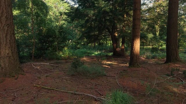 Low slow drone footage through the pine forest in dappled sunlight with branches strewn across forest floor