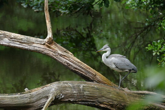 Juvenile heron crouching in mid-step, hesitating on a branch deciding where to go 