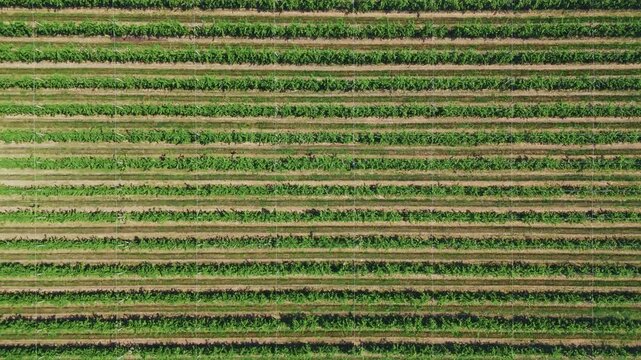 Aerial view of rows of green vines in a vineyard in Mala Remeta, Vojvodina, Serbia.