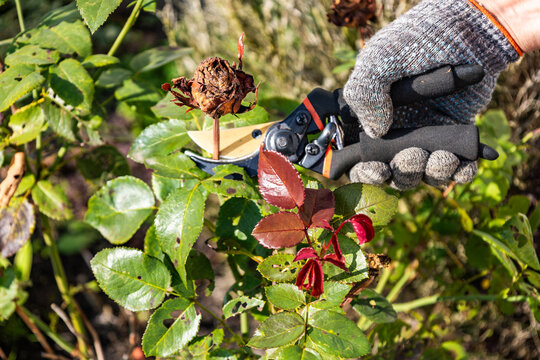 Gloved hand deadheading dead rose stem with garden secateurs outdoors