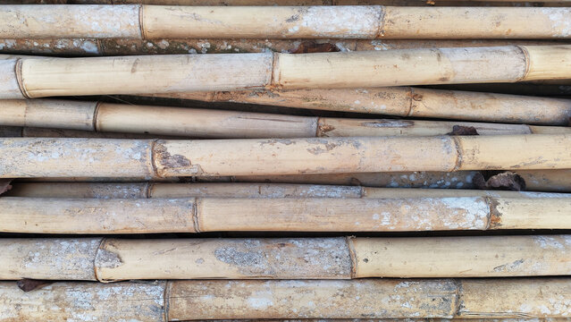 Stacked Natural Bamboo Poles and Culms for Construction Material. Stacked natural bamboo poles and bamboo culms showing their segmented surface, nodes, weathered texture, and earthy color.