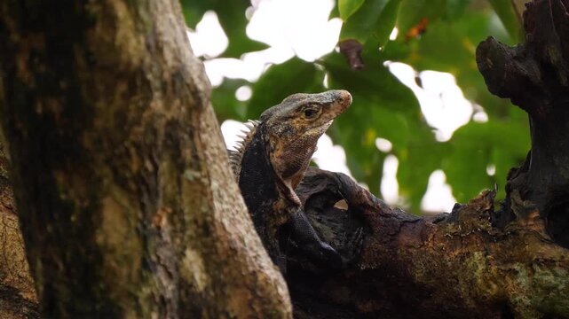 Close-up of a black spiny-tailed iguana resting against a fallen log and looking into the distance, partially obscured by a tree in the foreground in Costa Rica.