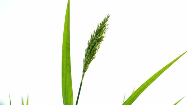 wild green grass stalk and leaves isolated on white background
